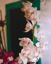 The Cymbidium