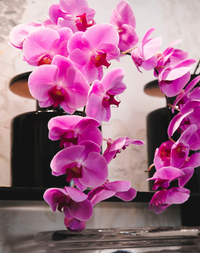 PHALAENOPSIS