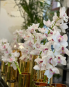 The Cymbidium