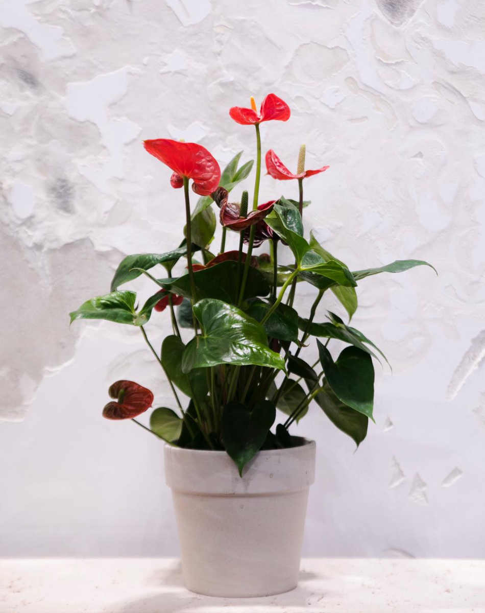 Anthurium Plant