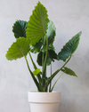 Alocasia