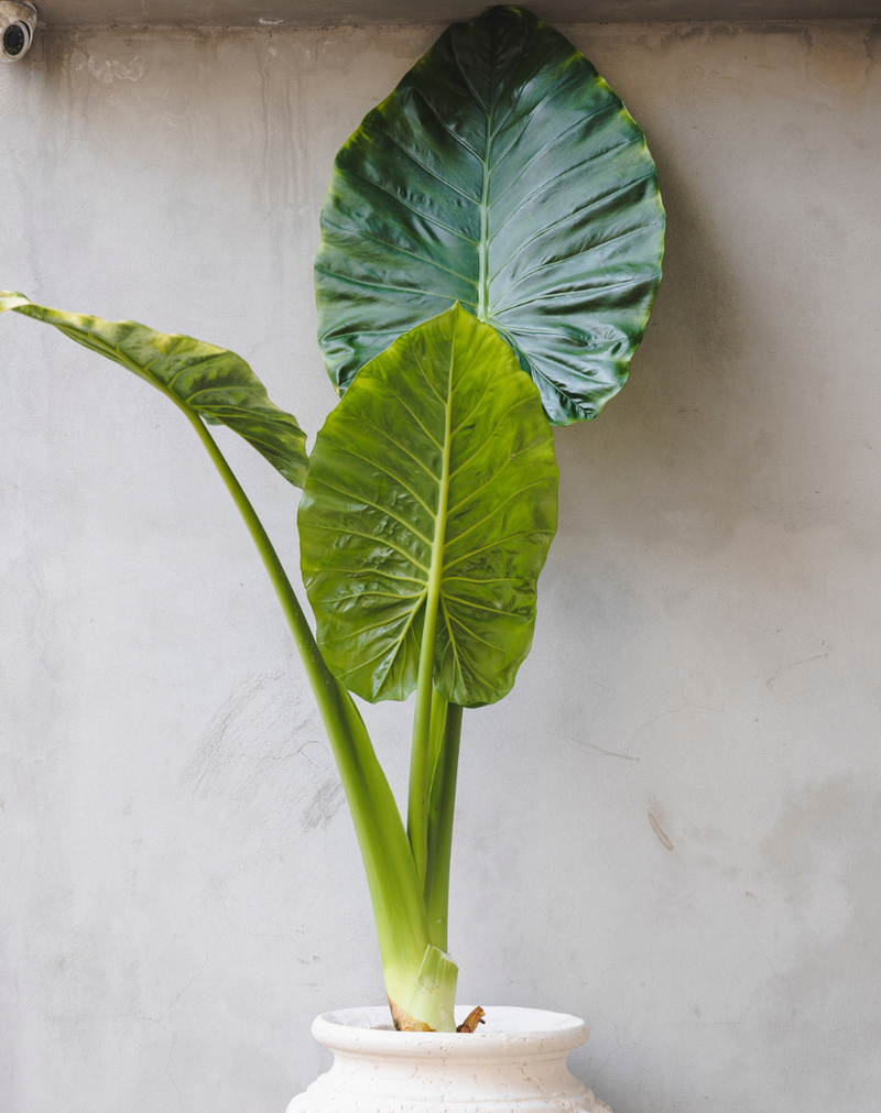 Alocasia