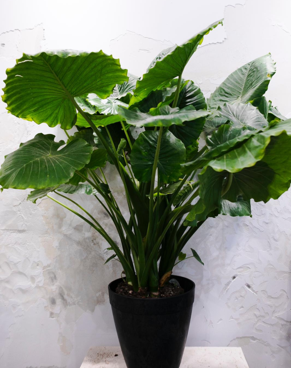 Midi Alocasia