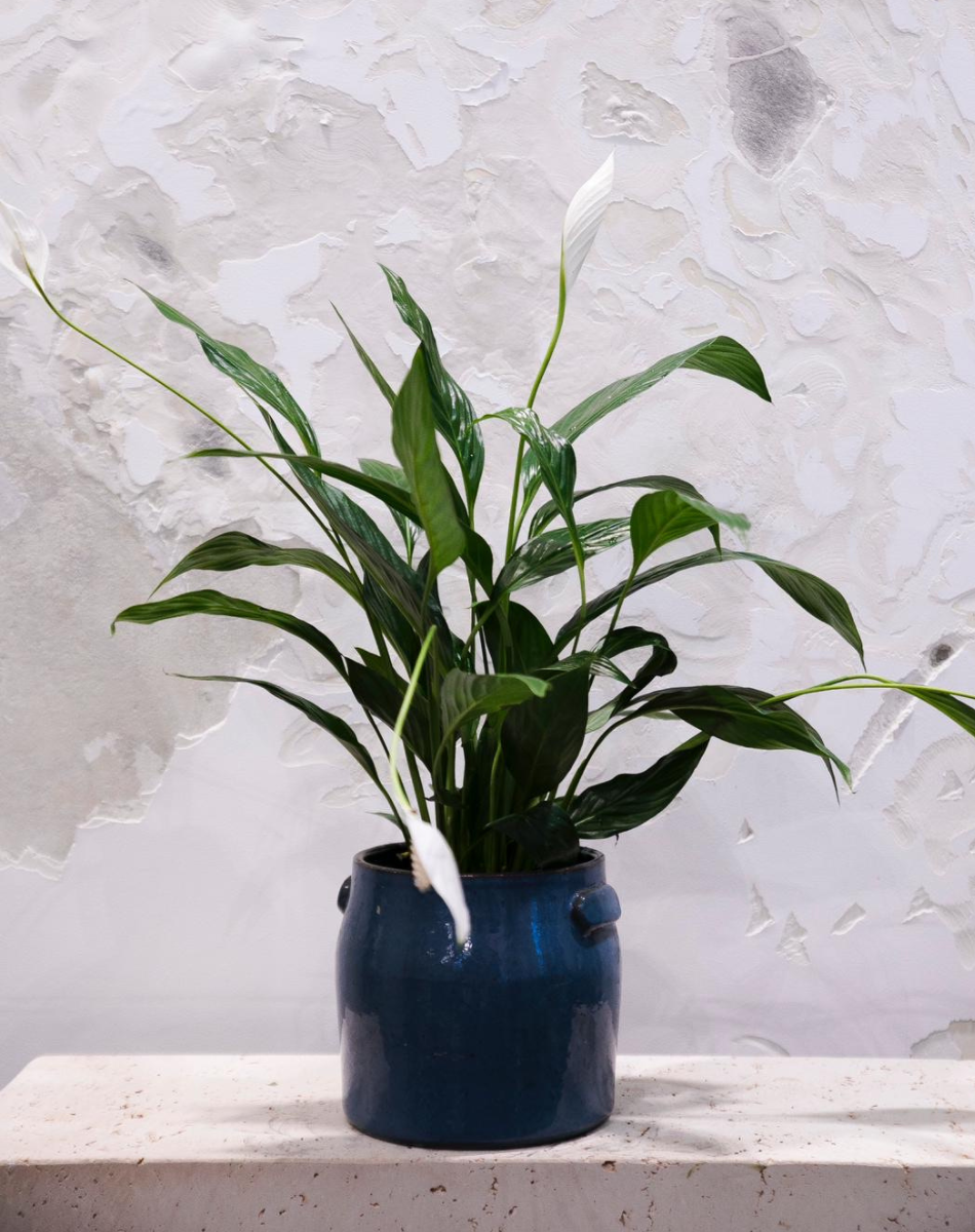 Peace Lily