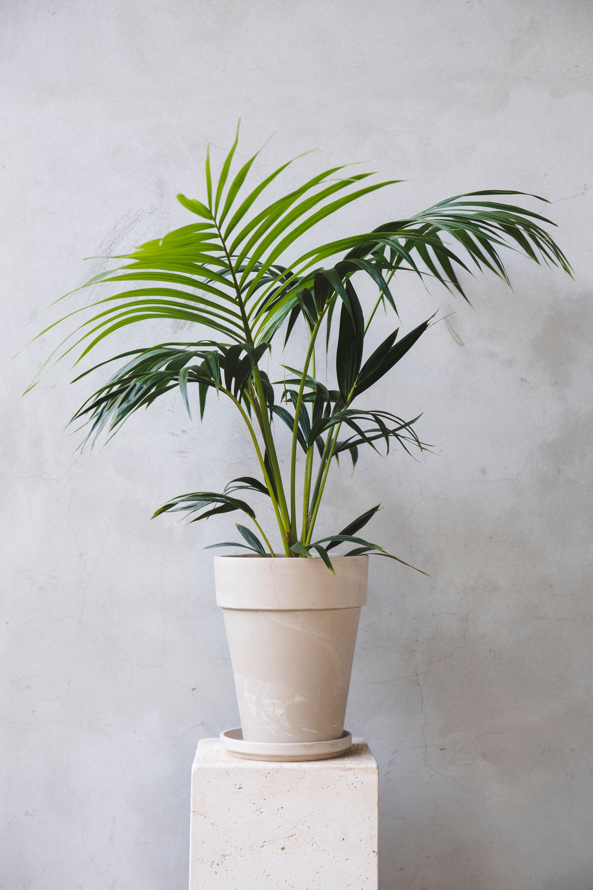 Chrysalidocarpus Areca